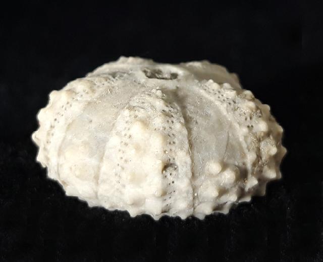 Coelopleurus coronalis (LESKE 1778) - Bild © FossNet FossilienStore